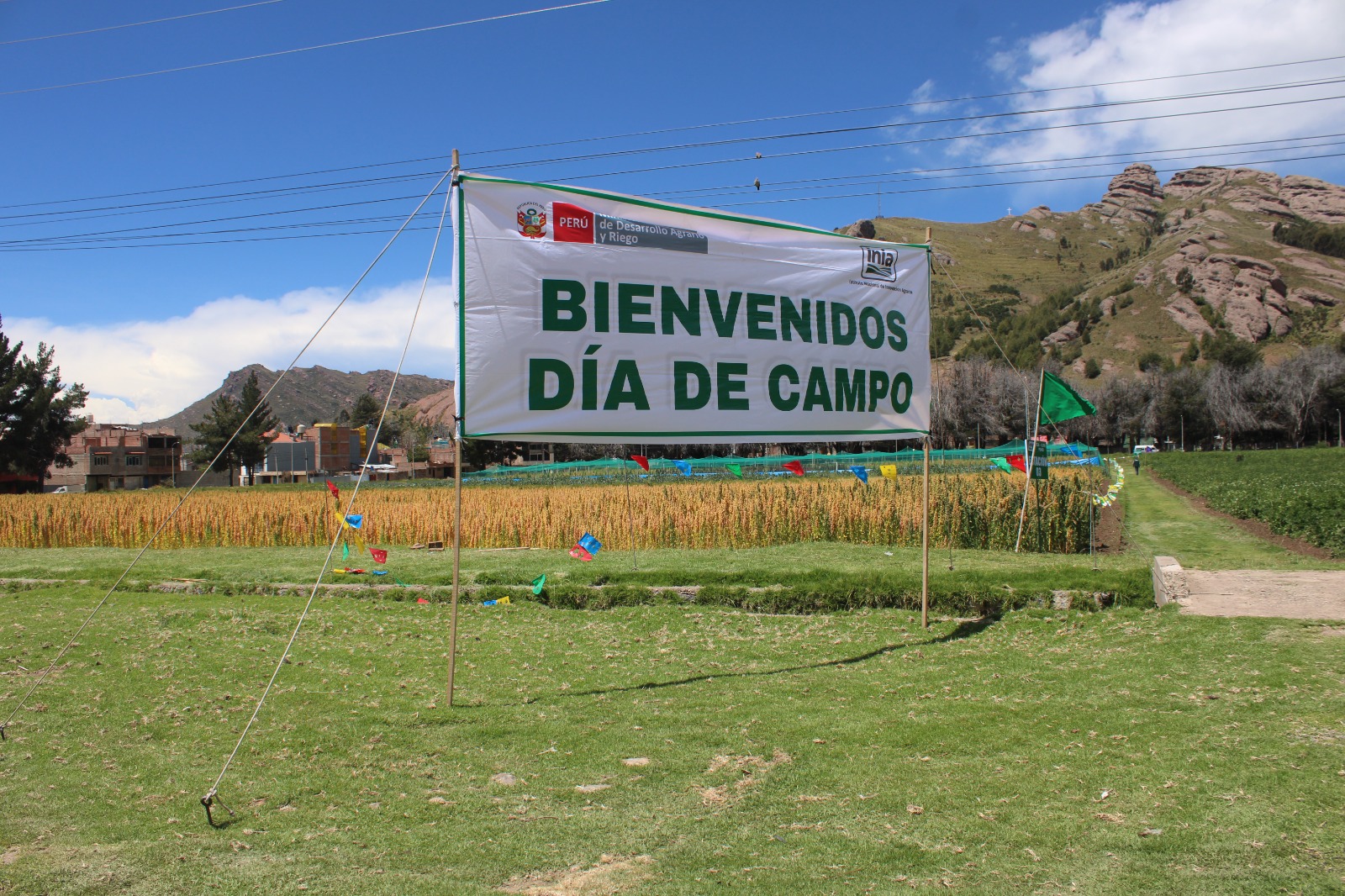 DÍA DE CAMPO POR EL DÍA REGIONAL DE LA QUINUA IMPULSA SU VALOR PRODUCTIVO Y COMERCIAL EN PUNO