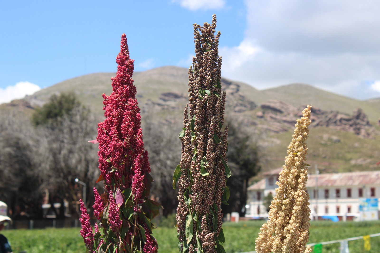 DÍA DE CAMPO POR EL DÍA REGIONAL DE LA QUINUA IMPULSA SU VALOR PRODUCTIVO Y COMERCIAL EN PUNO
